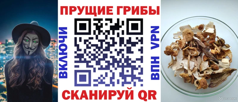 Галлюциногенные грибы прущие грибы  Красавино 